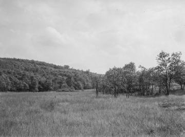 Der Eicherwald nahe der Ederquelle, 1929.