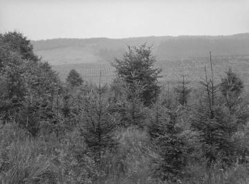 Aufforstung mit Mischwald im Forstrevier Klusweide im Eggegebirge, 1937.