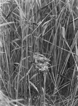 Jungkuckuck im Nest eines Teichrohrsängers - Huronensee, Naturschutzgebiet Gelmerheide bei Münster. Dokumentation des Ornithologen Dr. Hermann Reichling, Juli 1931.