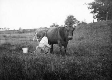 Bäuerin beim Melken am Lippeufer bei Haltern, um 1920?