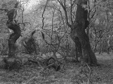 Der Ahlhorner Wald, ehemaliger Hudewald im Oldenburger Land, vermutlich 1927.