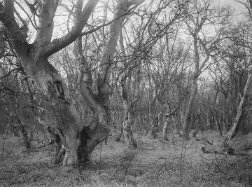 Der Ahlhorner Wald, ehemaliger Hudewald im Oldenburger Land, Apr. 1927.