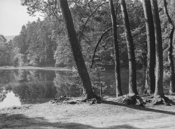 Das Naturschutzgebiet Donoper Teich bei Hiddesen, 1933.