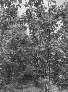 Neuanpflanzungen mit Roteiche im Forstrevier Torfbruch im Eggegebirge, 1937.