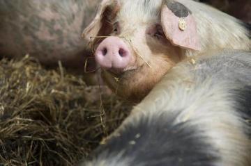 Das "Bentheimer Schwein", eine genügsame, stressresistente und fruchtbare Schweinerasse mit guten Muttereigenschaften - Arche- und Naturlandhof Büning in Laer, gegründet 1991 von Martin und Maria Büning zur Erhaltung gefährdeter Haustierrassen. 