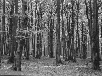 Buchenwald im Forstgebiet Brenken, 1937.