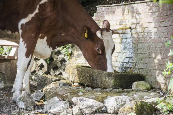 10_13164 Landwirtschaft in Westfalen - Milchviehzucht auf Hof Bieke, Lennestadt
