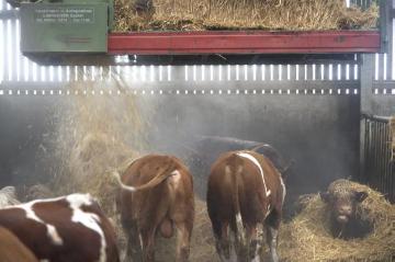 Maschinelle Stroheinstreuung im modernen Tretmiststall auf Hof Heinrich Heitmann, Emsdetten - Rinderzucht- und Mastbetrieb mit einem Viehbestand von bis zu 400 Tieren