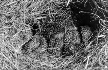 Igelnest mit Muttertier und Jungen - Beispiel für den Einsatz von Tierfotografien im Biologieunterricht. Ohne Ort, ohne Datum, Fotograf nicht benannt.