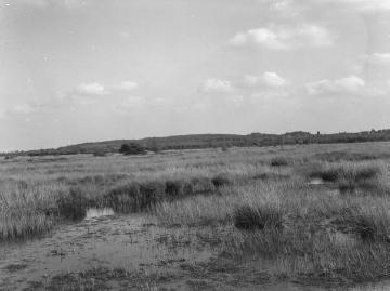 Das Syen Venn, Hochmoorgebiet bei Nordhorn, ca. 1935.