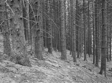Fichtenwald im Gemeindewald Willebadessen im Eggegebirge, 1935.