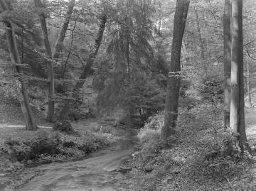 Das Naturschutzgebiet Donoper Teich bei Hiddesen, ca. 1930.