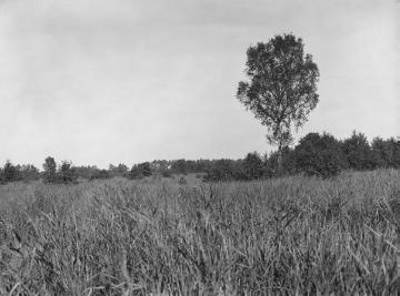Das Deutener Moor, 1925.
