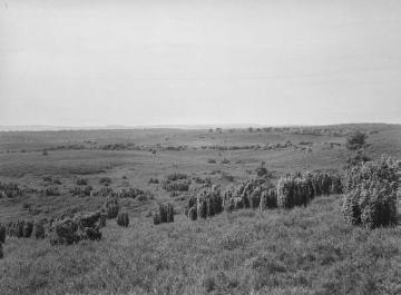 Die Westruper Heide bei Haltern, Aug. 1933.