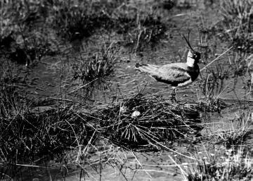 Vögel der Sümpfe und Moore: Kiebitz [Regenpfeifer] am Nest - Beispiel für den Einsatz von Tierfotografien im Biologieunterricht. Ohne Ort, ohne Datum, Fotograf nicht benannt.