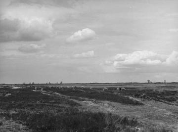 Das Bourtanger Moor bei Hoogstede, Mai 1933.