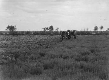 Die Heide im Zwillbrocker Venn bei Vreden wird kultiviert, Mai 1936.