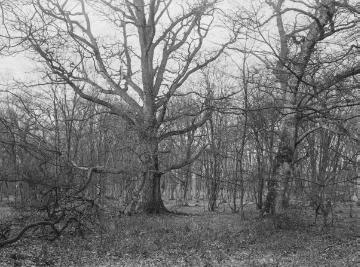 Der Bentheimer Wald, ehemaliger Hudewald, März 1926.