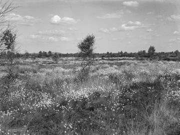 Das Rüschendorfer Moor westlich des Dümmersees mit flockendem Wollgras, ca. 1930/40.
