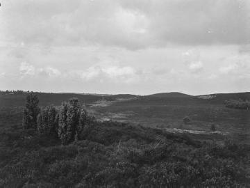 Dünenlandschaft bei Uelsen, ca. 1930.