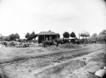 Getreideernte am Dorfrand von Harsewinkel (späteres Firmengelände der Landmaschinenfabrik Claas), im Hintergrund: Dampfdreschmaschine. Undatiert, um 1910?