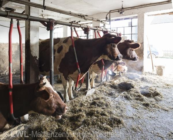10_13141 Landwirtschaft in Westfalen - Milchviehzucht auf Hof Bieke, Lennestadt