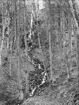 Schluchtwald rund um den Ramsbecker Wasserfall.