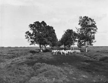 Schafherde im Bourtanger Moor, Aug. 1944.