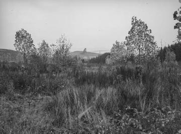 Pappelanpflanzung auf dem Kahlen Asten, 1953.