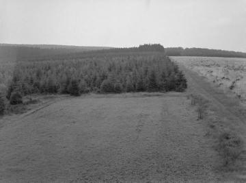 Jagdgrünfläche im Forst Neuenheerse (Distrikt 187 b) im Eggegebirge, 1937.