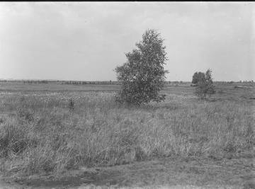 Das Grafelder Moor bei Fürstenau, 1924.
