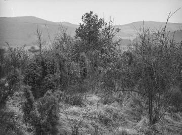 Wacholderhang bei Berge, nahe Anröchte, März 1934.