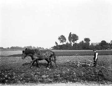 Pflügender Bauer mit Pferdegespann in der Soester Börde, ca. 1913.