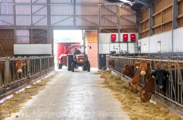 11_3454 Landwirtschaft in Westfalen - Moderne Rinderhaltung im Münsterland