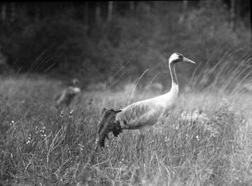 Vögel der Sümpfe und Moore: Der Kranich - Beispiel für den Einsatz von Tierfotografien im Biologieunterricht. Ohne Ort, ohne Datum, Fotograf nicht benannt.