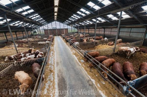 11_3437 Landwirtschaft in Westfalen - Moderne Rinderhaltung im Münsterland