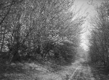 Wallheckenweg östlich von Telgte, April 1960.