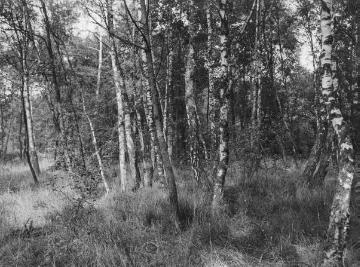 Erlenbruchwald mit Birken im Deutener Moor, 1925.