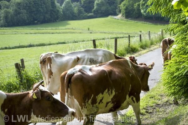 10_13167 Landwirtschaft in Westfalen - Milchviehzucht auf Hof Bieke, Lennestadt