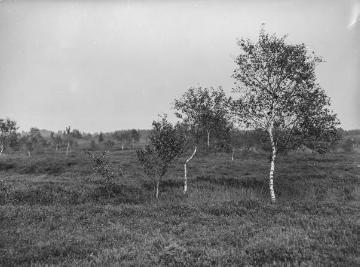Das Amtsvenn, Hochmoorgebiet bei Epe, Sep. 1926.