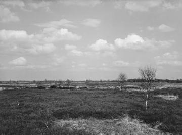 Das Amtsvenn, Hochmoorgebiet bei Epe, Apr. 1931.