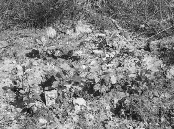 Junge Buchenpflanzen im Forstrevier Torfbruch im Eggegebirge, 1937.