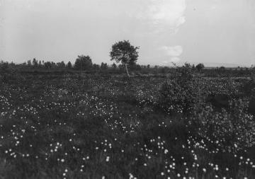 Das Rüschendorfer Moor westlich des Dümmersees mit flockendem Wollgras, Mai 1925.