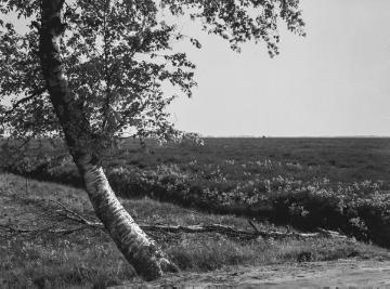 Das Bourtanger Moor bei Hoogstede, Mai 1934.