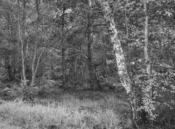 Das Venner Moor bei Senden, 1934.