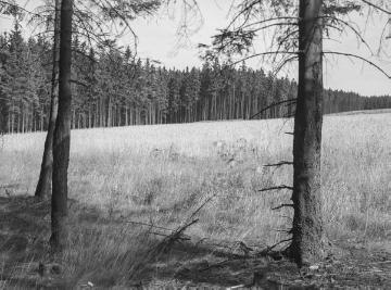 Waldstaudenroggenfläche im Forstrevier Torfbruch im Eggegebirge, 1937.