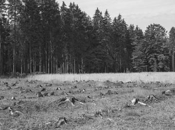 Waldstaudenroggenfläche im Forstrevier Torfbruch (Distrikt 90) im Eggegebirge, 1937.