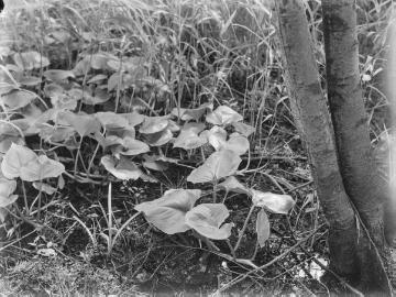 Pflanzenwelt am Dümmersee: Drachenwurz (Calla palustris L.), 1940.