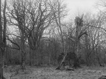 Der Bentheimer Wald, ehemaliger Hudewald, März 1926.