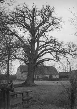 Die "Eselseiche" auf dem Bauernhof Schiermann bei Neuenkirchen, 1935.